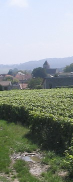 Cauroy lès Hermonville - vignobles Champagne vineyards - Massif de Saint-Thierry - few days before the 2007 harvest